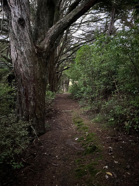 The Totara avenue