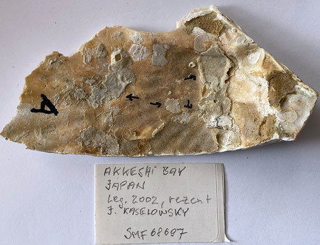 Senckenberg, Bryozoa, Bryozoen, Moostierchen, Sammlung Voigt