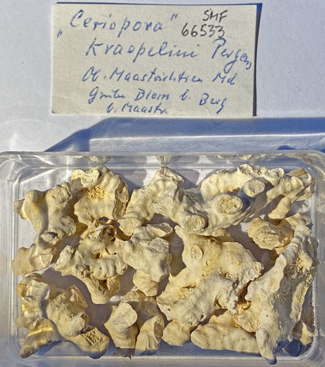 Senckenberg, Bryozoa, Bryozoen, Moostierchen, Sammlung Voigt