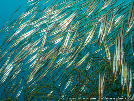 Poissons rasoirs au-dessus d'une épave à Coron.