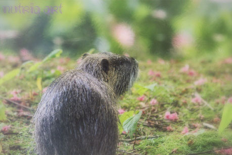 Nutria in einem Meer von Kastanienblüten