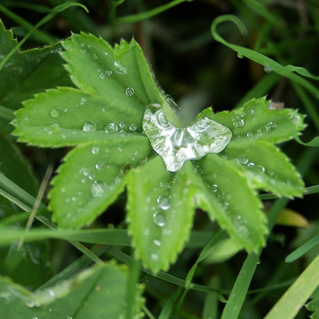 Wasserherz in Blatt