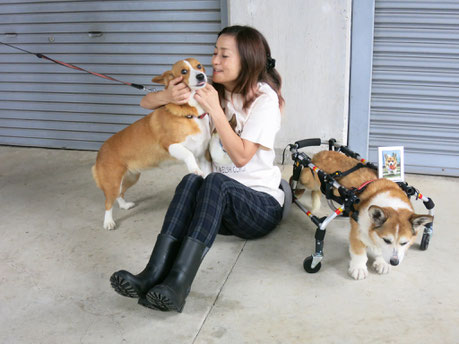 犬の車椅子　犬用車椅子　犬の車いす　犬用車いす　犬 車椅子　ドッグカート　歩行器　車椅子犬　クララワークス　湯河原町