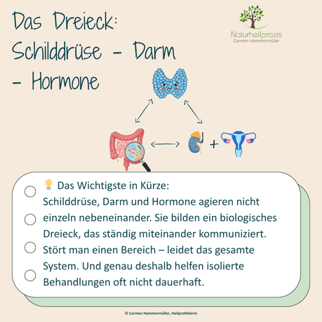 Das Dreieck: Schilddrüse-Darm-Hormone wie es zusammenhängt