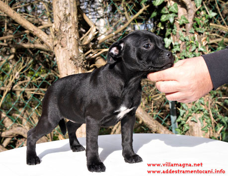 prezzo costo cucciolo staffordshire bull terrier