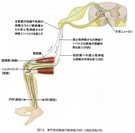 等尺性収縮後の筋緊張（PIR）と相反抑制（RI）