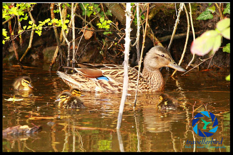 Mallard with some chicks