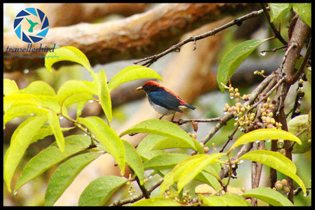Scarlet-backed flowerpecker in a tree