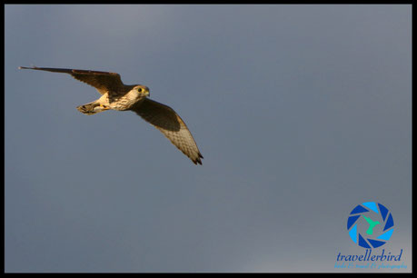 Common Kestrel flying
