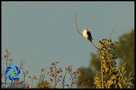 Gleitaar Blackwinged Kite on a tree