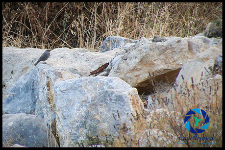 blue rock thrush on a rock