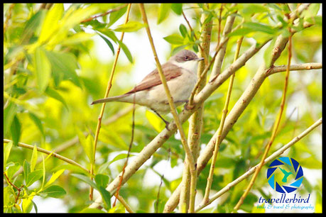 Lesser Whitethroat on a branch