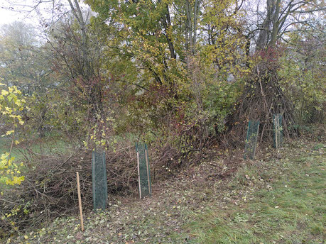 Hecke Hühnerbühl