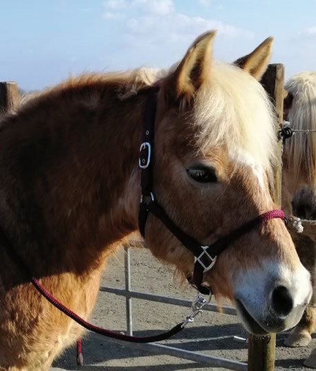  Akupunktur kann Pferden mit Husten, egal ob akut oder chronisch, sehr gut tun.