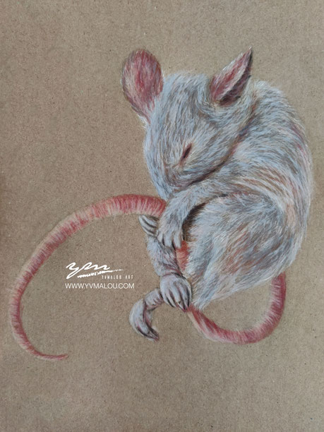 rat, mouse, animal, artist, drawing, pemcilart, art, artwork, artist, animal, wildlifeart