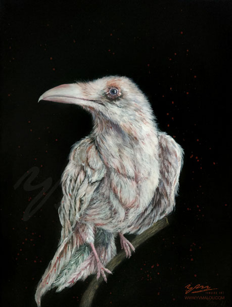 raven, albino, white bird, crow, white raven,painting, painted, acryl, acryl color, art, artwork, artist, animal, wildlifeart