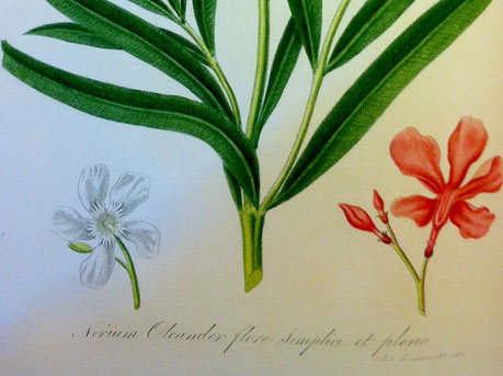 Weißer Oleander, Flora Italiana, Gaetano Savi, Österr. Nationalbibliothek