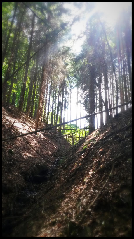 Licht und Schatten auf dem Künstlerweg-einfach schön!