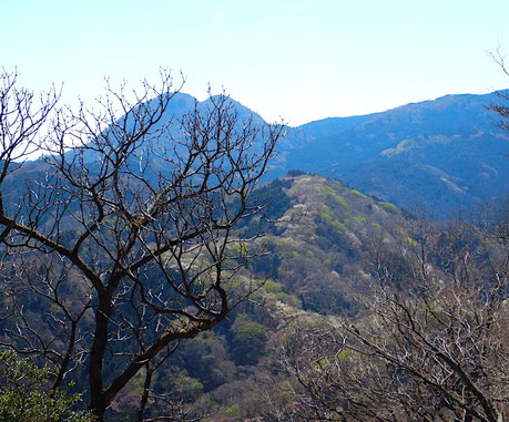 間ノ山山頂より桜の街道と矢筈山