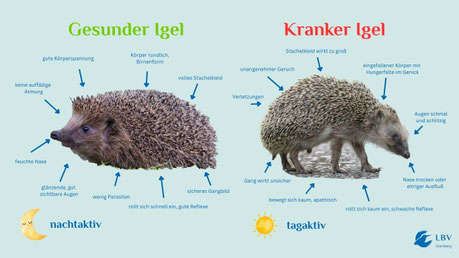 Igelbild links: Marcus Bosch, LBV - Igelbild rechts: Erik Karits, Pixabay