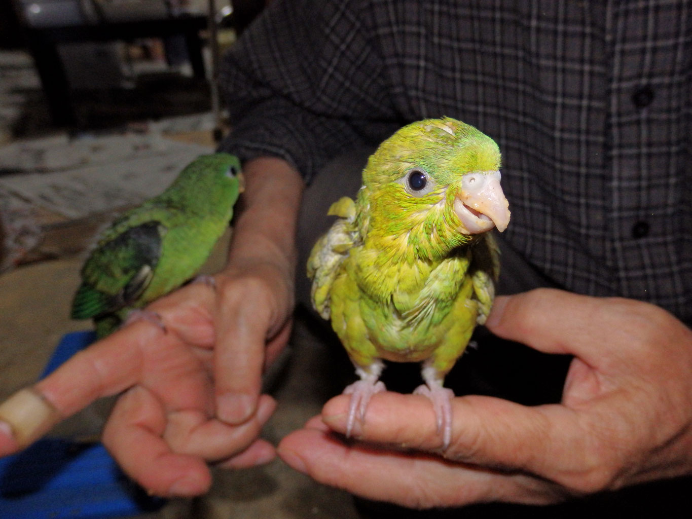 福岡県手乗りインコ小鳥販売店ペットミッキン 手乗りサザナミインコのヒナ珍しい色のヒナが仲間入りしました。