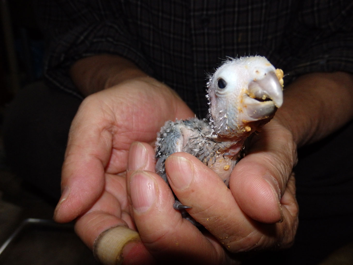 福岡県手乗りインコ小鳥販売店ペットミッキン　頭の良い手乗りウロコインコが仲間入りしました。