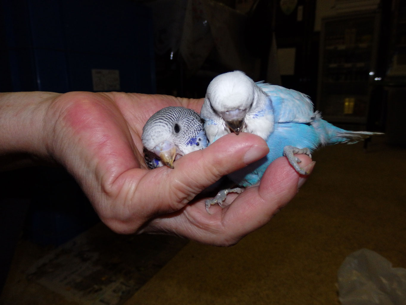 福岡県手乗りインコ小鳥販売店ペットショップミッキン　ジャンボセキセイインコとジャンボセキセイインコのヒナの大きさ比較をしてみました。