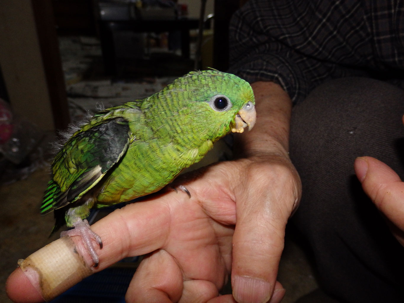 福岡県手乗りインコ小鳥販売店ペットミッキン 手乗りサザナミインコのヒナが仲間入りしました。