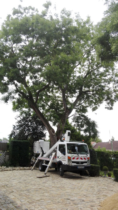 CHESNET ELAGAGE - Elagage et haubanage d'un sophora -AVANT - SAINT DOULCHARD (18)