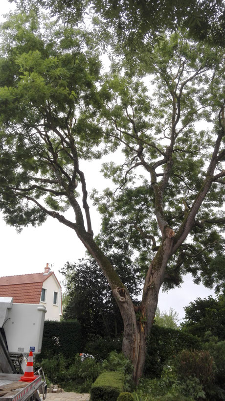 CHESNET ELAGAGE - Elagage et haubanage d'un sophora - APRES - SAINT DOULCHARD (18)