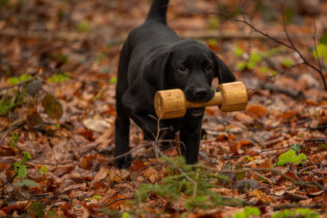 Jagdhund Retriever Labrador Welpe Jagd Robins Rubberduck of eleven creek