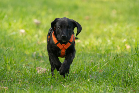 Jagdhund Retriever Labrador Welpe Jagd Robins Rubberduck of eleven creek