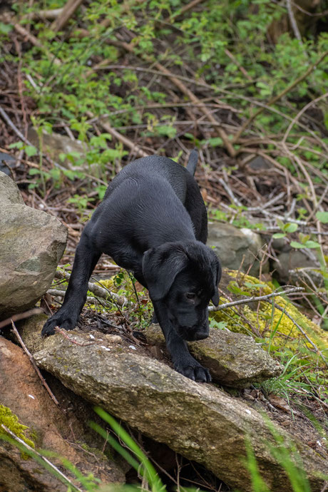 Jagdhund Retriever Labrador Welpe Jagd Robins Rubberduck of eleven creek