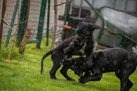 Jagdhund Retriever Labrador Welpe Jagd Robins Rubberduck of eleven creek