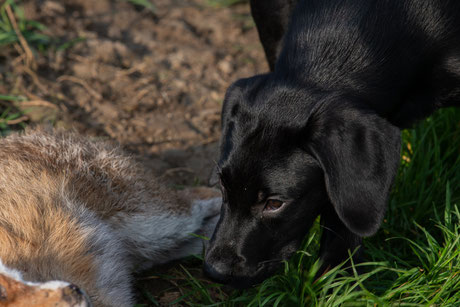 Jagdhund Retriever Labrador Welpe Jagd Robins Rubberduck of eleven creek