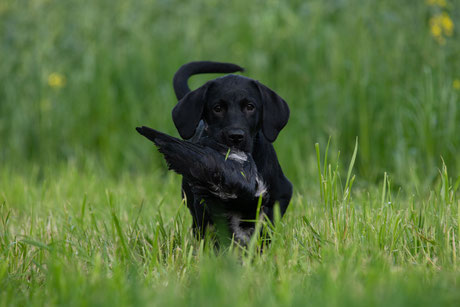 Jagdhund Retriever Labrador Welpe Jagd Robins Rubberduck of eleven creek