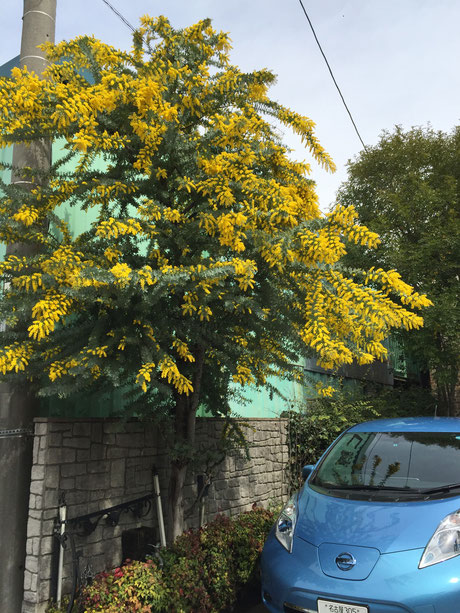 おすすめの植木　常緑樹　ミモザ