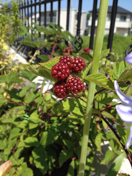 おすすめの樹木　実のなる植物　ブラックベリー