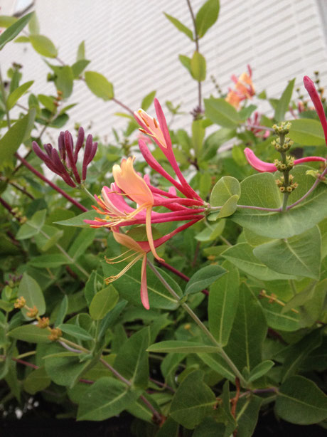 おすすめの植木　つる性低木　ツキヌキニンドウ