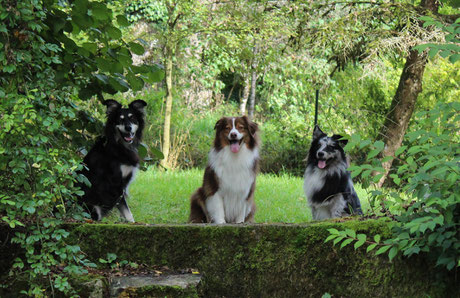 Kopfspiele FГјr Hunde Kopfspiele FГјr Hunde