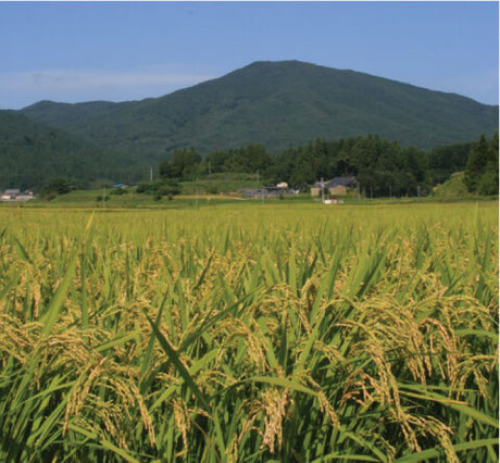 写真：小野町の田んぼの様子