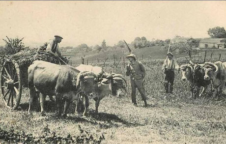 Travaux des champs Saint-Amand-Magnazeix vers 1910