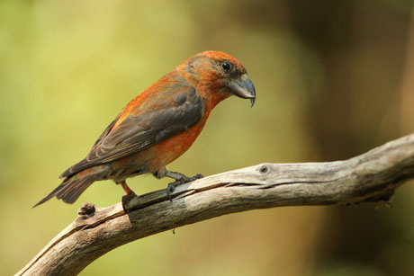 Fichtenkreuzschnabel ( Männchen )