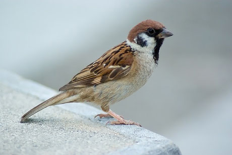 Feldsperling