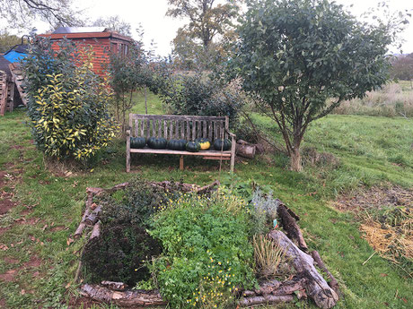 Self seeded pumpkins and herb bed