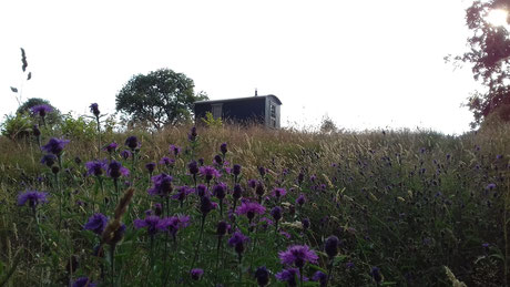 Lots of wild flowers