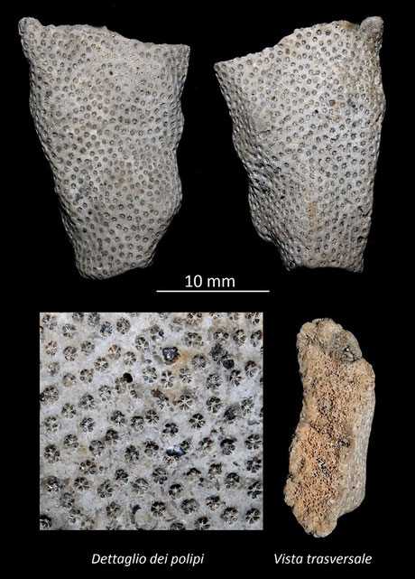 Stylophora, Miocene dell'Aquitania