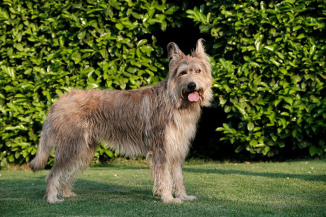 Aki des prairies de la Ruhr "Idefix"