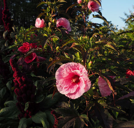 StaudenHibiskus/Aktuell Staudenhibiskus Gärtnerei Bartels