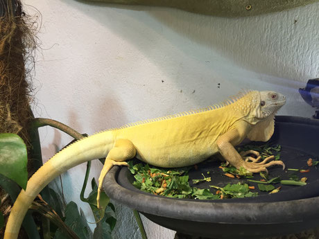 Meine Tiere - iguana-mama.ch
